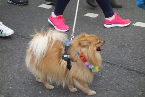 Picture of a small fluffy chihuahua at the Pride Glasgow march wearing a rainbow flower garland